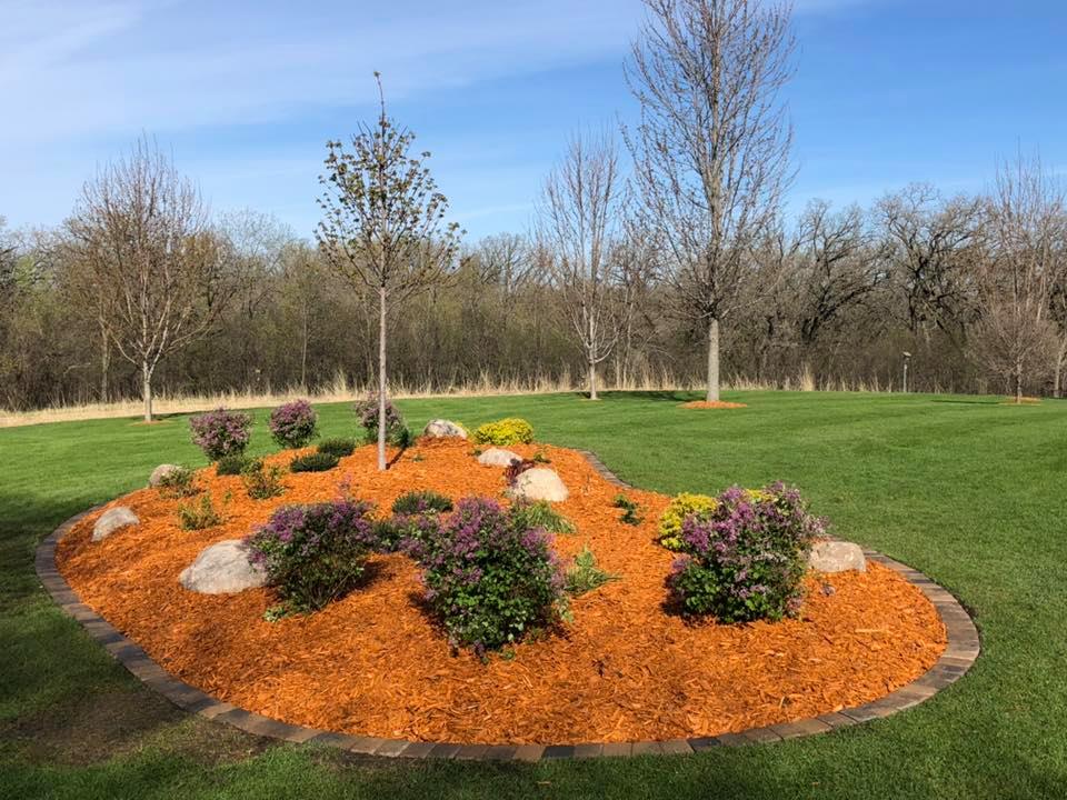 Orange mulch with trees and shrubs planted and paver edging